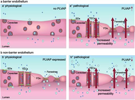 vascular permeability test|increase in vascular permeability.